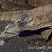 dragon_komodo_hsb_rinca_h_0962_kom2739.jpg